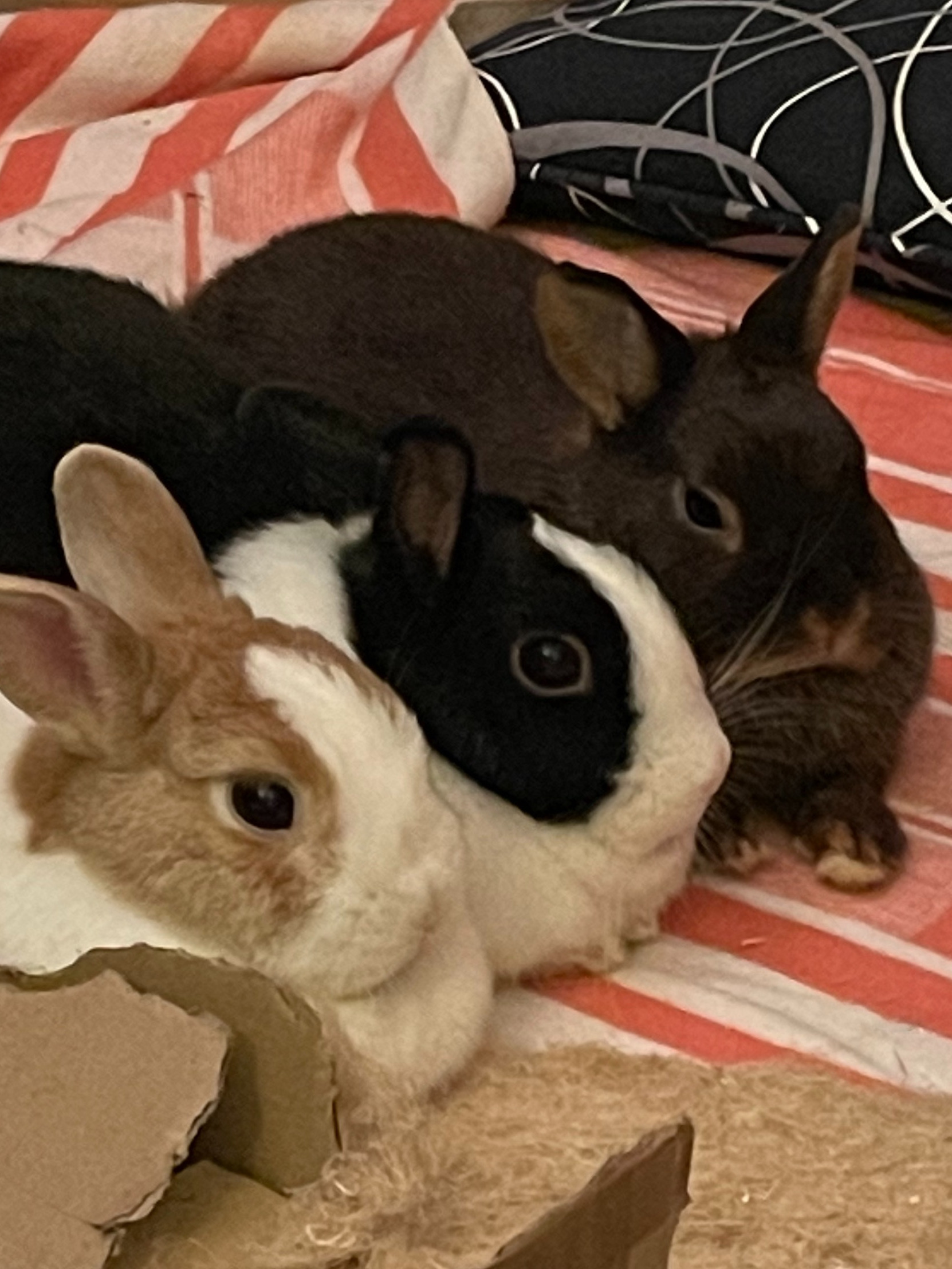 Kaninchen